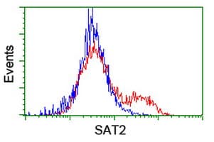 IHC-plus™ SAT2 Antibody (clone OTI2A3)