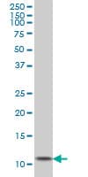 IHC-plus™ Ghrelin Antibody (clone 2F4)