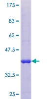 Human SUMO4 Protein (Recombinant GST)