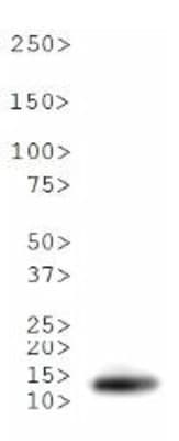 HIST4H4 Antibody (Me2-Lys20)