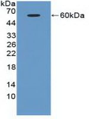 ATM Antibody (aa2484-2748, APC, Cy7)