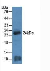 MYL4 Antibody (aa4-187, APC)
