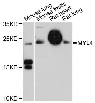 MYL4 Antibody