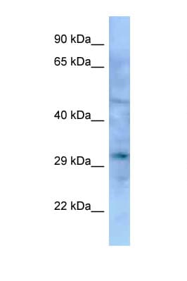 EMX1 Antibody (aa127-176)