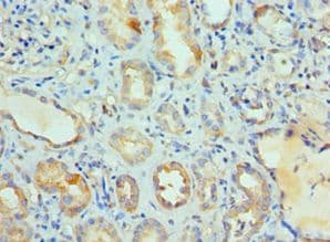 LY96 / MD2 / MD-2 Antibody (aa19-160)