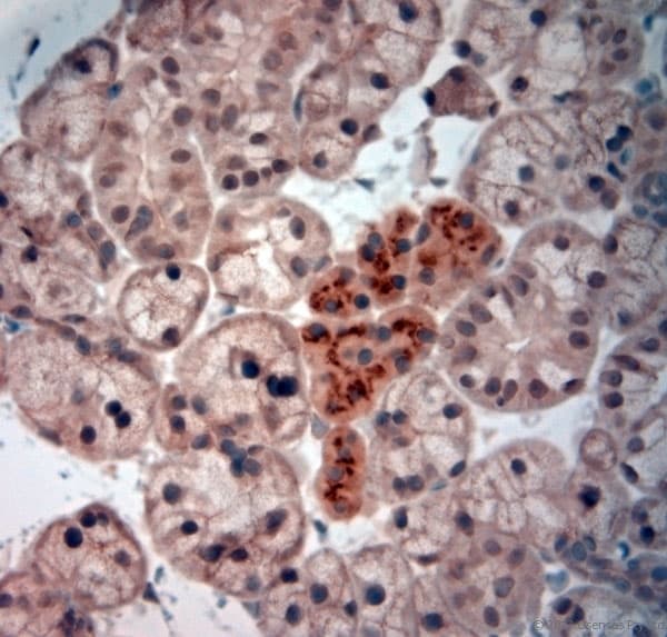 NGF Antibody (aa195-240)