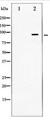 DNM1 / Dynamin Antibody