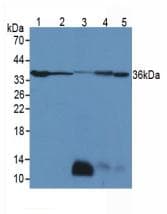 LDHB / Lactate Dehydrogenase B Antibody (aa1-334)
