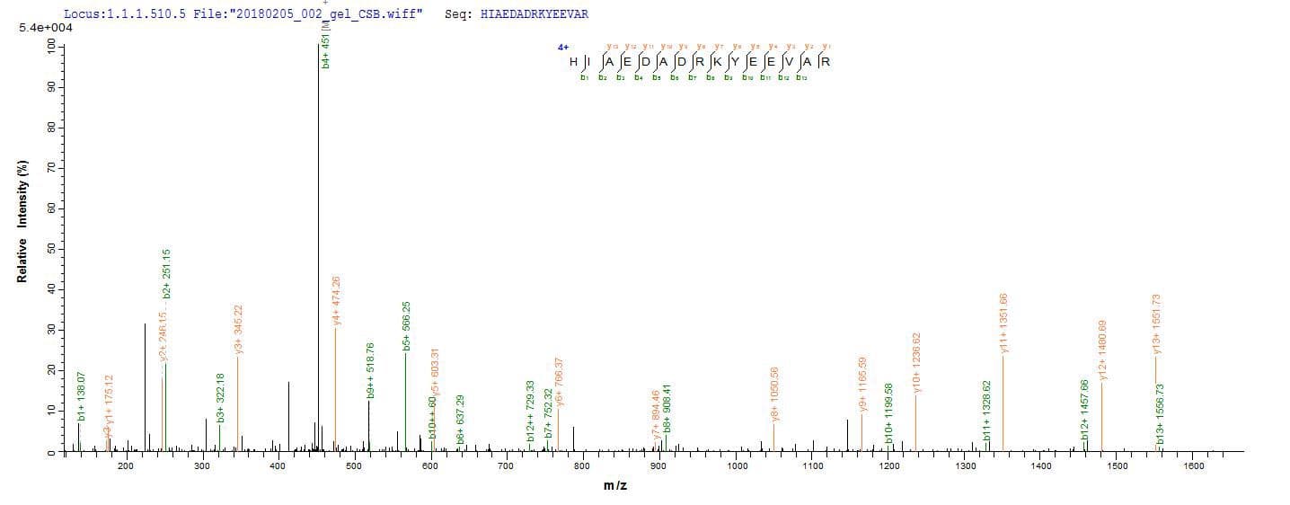 Rabbit TPM1 / Tropomyosin Protein (Recombinant 10His, N-terminus + Myc, C-terminus)