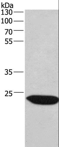 CHMP1A Antibody