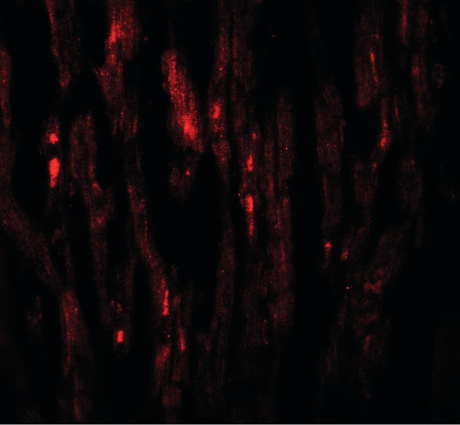 EED Antibody