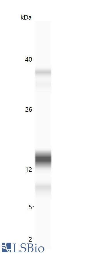 PathPlus™ Polyclonal Rabbit anti-Human Insulin Antibody (IHC)