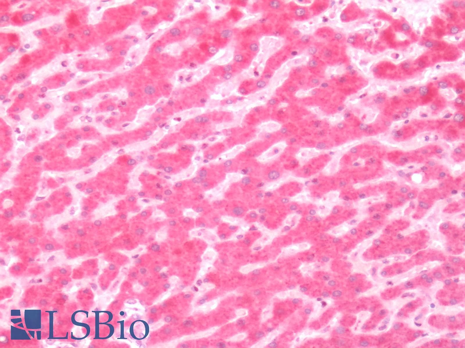 PathPlus™ GCGR / Glucagon Receptor Antibody (Extracellular Domain)