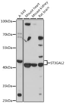 ST3GAL2 Antibody