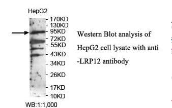 LRP12 Antibody (aa242-428)