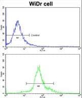 HOXB5 Antibody (aa193-222)