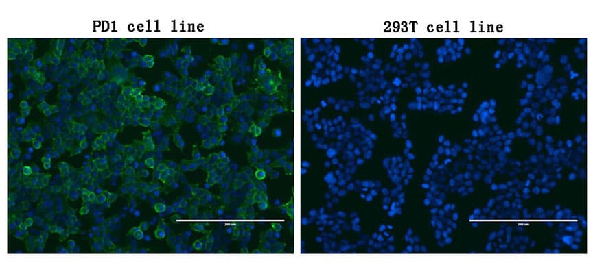 PDCD1 / CD279 / PD-1 Antibody (clone OTI4E2, Carrier-free)