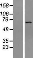 Human ZNF133 Protein (Over-Expression Lysate Myc-DDK (Flag))