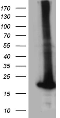 POLR2H / RPB8 Antibody (aa2-150, clone OTI6E10, Carrier-free)
