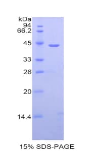 Mouse CSF3 / G-CSF Protein (Recombinant His-GST)