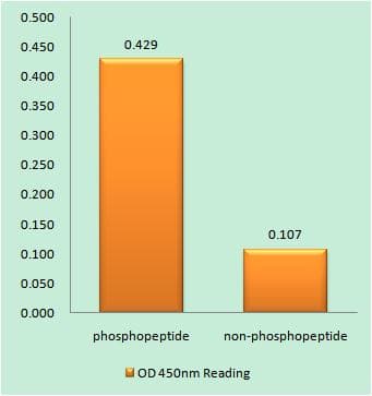 MEF2C Antibody (phospho-Ser387)