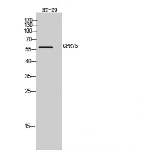 Polyclonal Rabbit anti-Human GPR75 Antibody (350-430 aa, C-terminal, IF, WB)