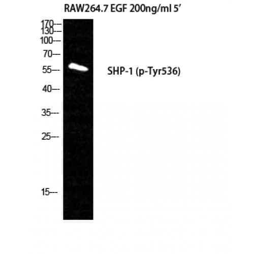 PTPN6 / SHP1 Antibody (480-560 aa)