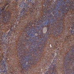 Monoclonal Mouse anti-Rat ICAM-1 / CD54 Antibody (clone 1A29, FITC)