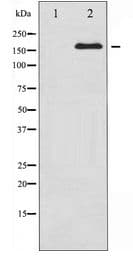Polyclonal Rabbit anti-Human RET Antibody (WB)