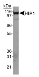 Monoclonal Mouse anti-Human HIP1 Antibody (clone 4B10, IHC, IF, WB)