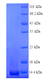 Mouse NUS1 Protein (Recombinant His)