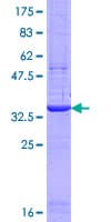 Human IRGM / LRG-47 Protein (Recombinant GST, N-terminus)