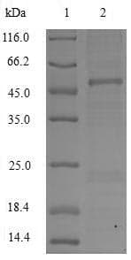 Crab-eating macaque APOC3 / Apolipoprotein C III (Recombinant MBP, N-terminus + 6His, C-terminus)