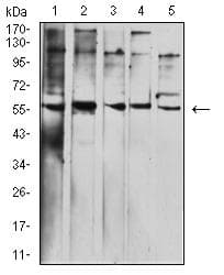 BTN1A1 Antibody (clone 4B11B3)