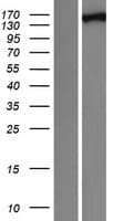 Human FANCI Protein (Over-Expression Lysate Myc-DDK (Flag))