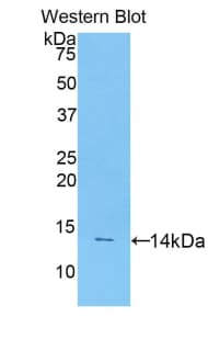 CD55 Antibody (aa47-286)