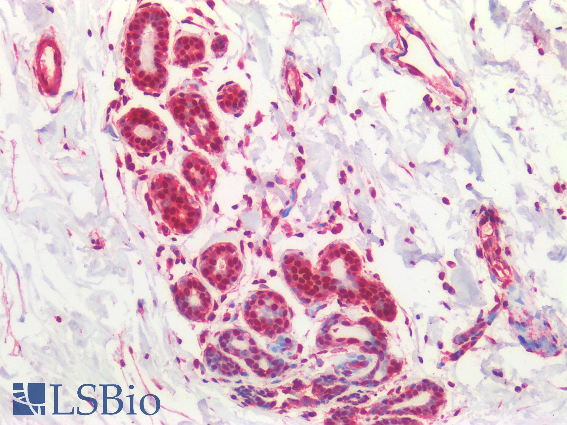 PathPlus™ Polyclonal Rabbit anti-Mouse MRE11A / MRE11 Antibody (IHC, WB)