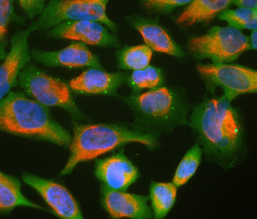 Monoclonal Mouse anti-Human Ubiquilin 2 / UBQLN2 Antibody (clone 6H9, IF, WB)