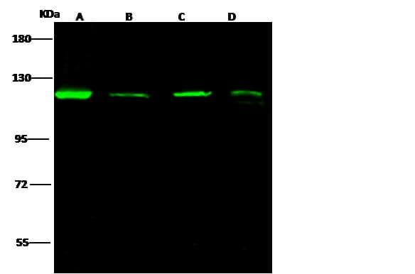 AP2A2 Antibody (Preservative Free)