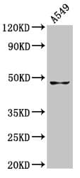 BMP12 / GDF7 Antibody