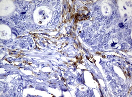 Monoclonal Mouse anti-Human CD32A Antibody (clone UMAB59, IHC, WB)
