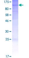 Human L3MBTL2 Protein (Recombinant GST)