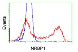 NRBP1 / NRBP Antibody (clone OTI2A5)