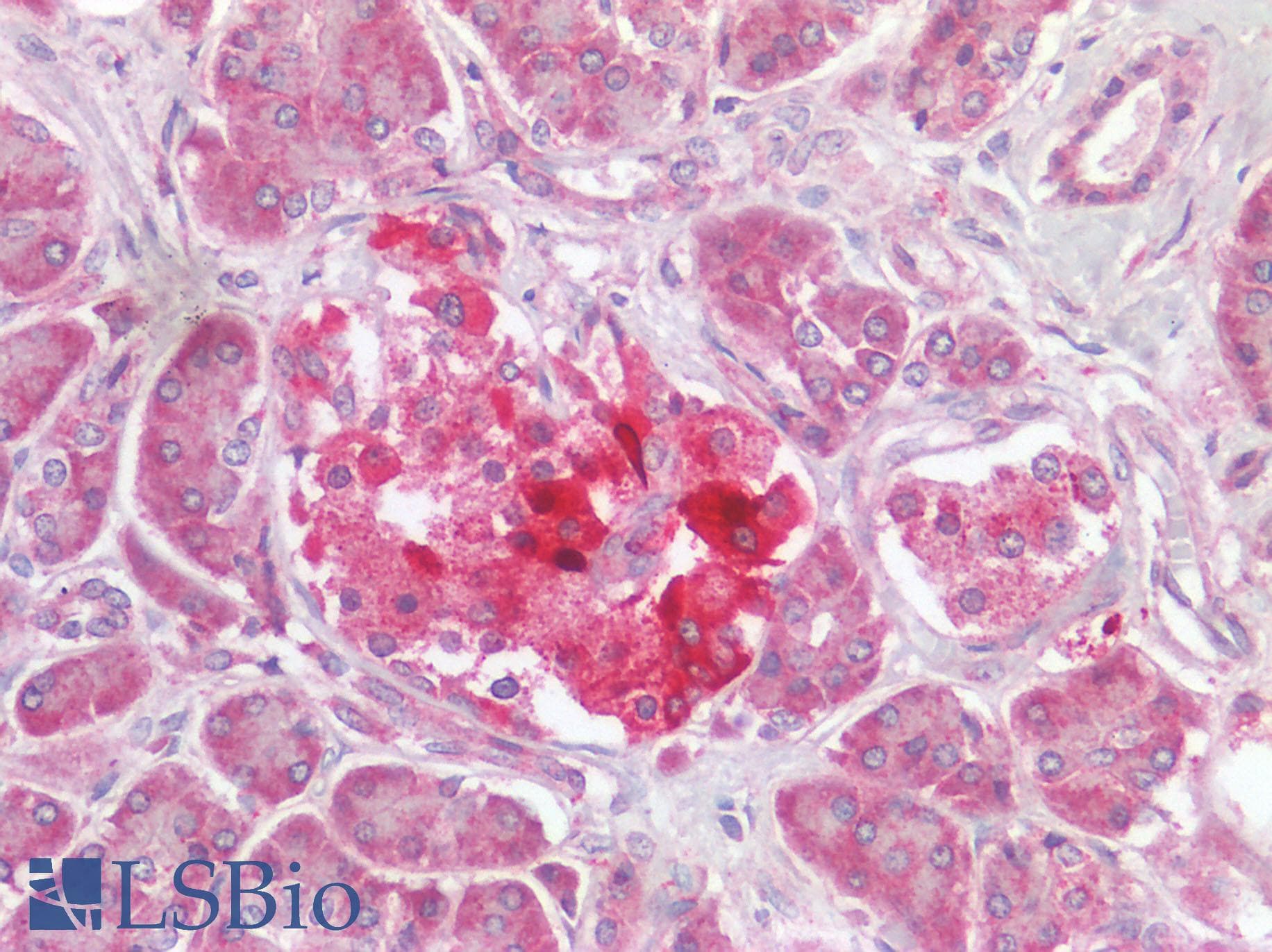 IHC-plus™ FURIN Antibody