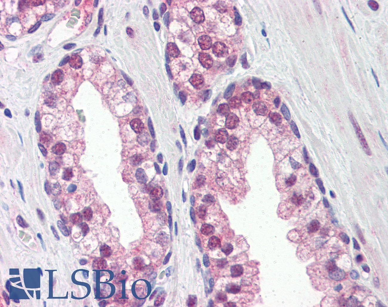 IHC-plus™ REXO1 / REX1 Antibody (aa1060-1221, clone 4H5)