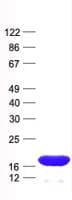 Human MRPS14 Protein (Recombinant His, N-Terminal)
