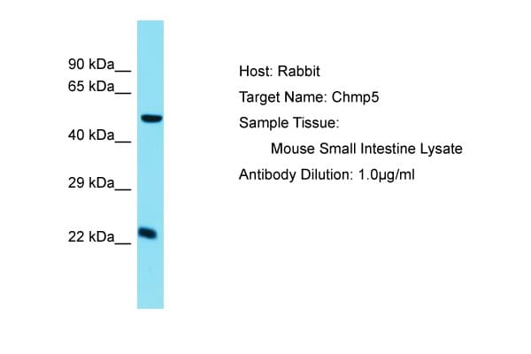 Polyclonal Rabbit anti-Mouse Vps60 / CHMP5 Antibody (C-Terminus, WB)