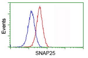 SNAP25 Antibody (clone OTI4B5, Carrier-free)