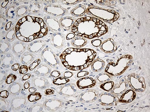 SYNE1 / Nesprin 1 Antibody (aa1-285, clone OTI1E10, Carrier-free)