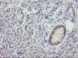 THAP6 Antibody (clone OTI1F6)
